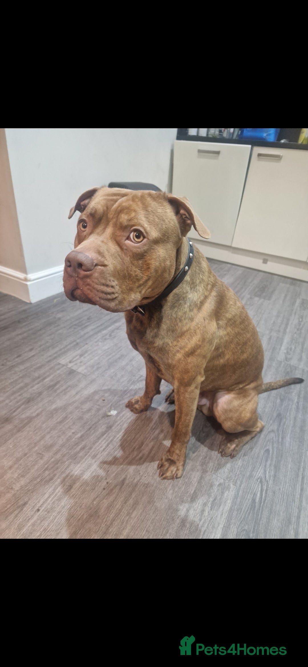 Mixed Breed dogs for sale: Meet Nelson - Image 6