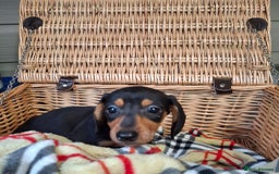 Miniature Dachshund dogs for sale: Miniature dachshund  - Image 4