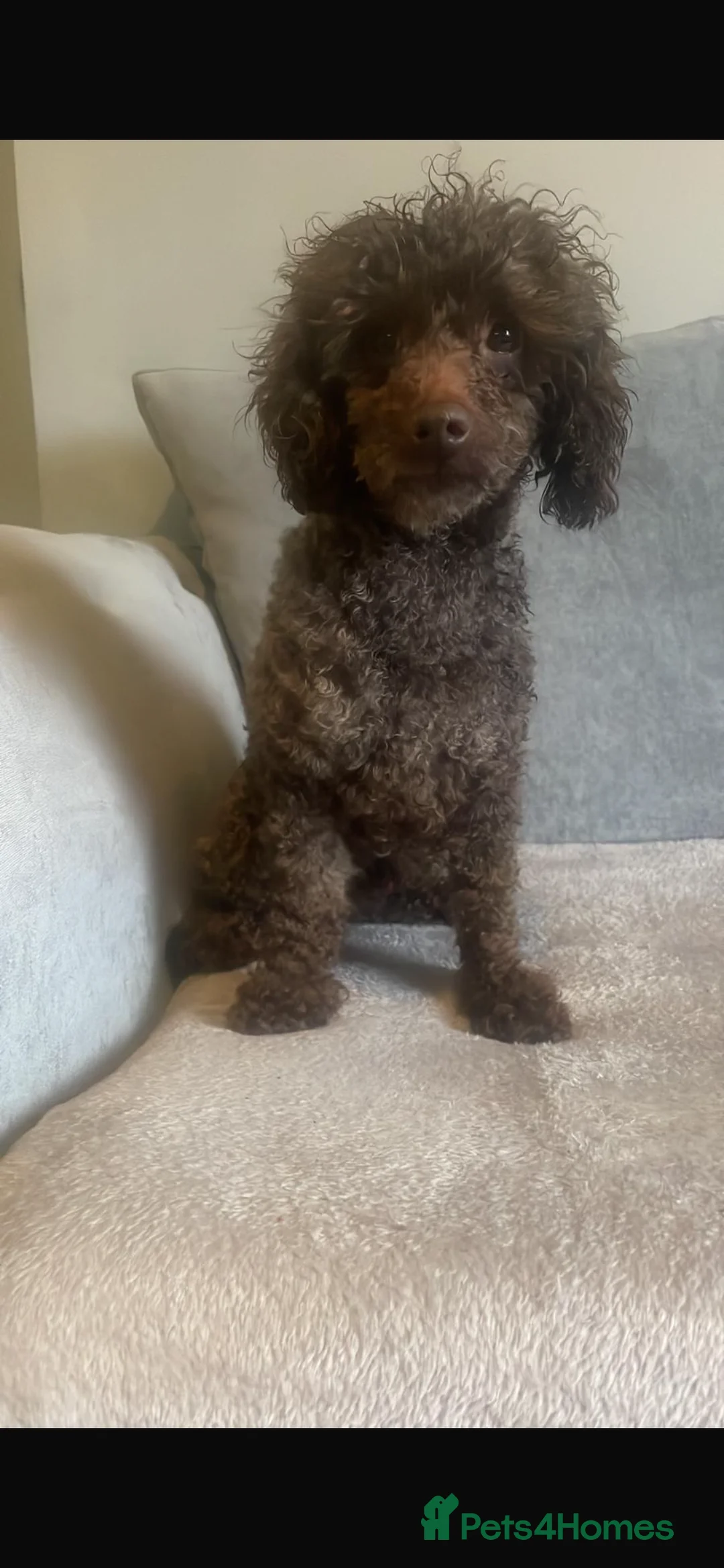 Toy Poodle dogs for sale: TOY POODLE PUPPIES🐶🐾 - Advert 5