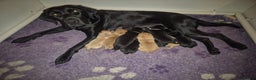 Labrador Retriever dogs for sale: Beautiful yellow male labrador puppy - Advert 1