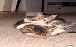 Mixed Breed cats for sale: 3 Mixed Tabby Kittens - Image 4