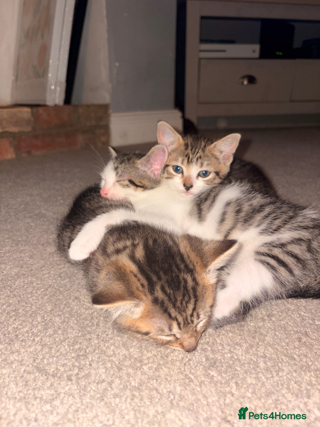 Mixed Breed cats for sale: 3 Mixed Tabby Kittens - Image 4