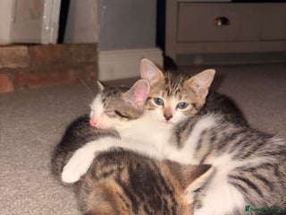 Mixed Breed cats - Advert 5