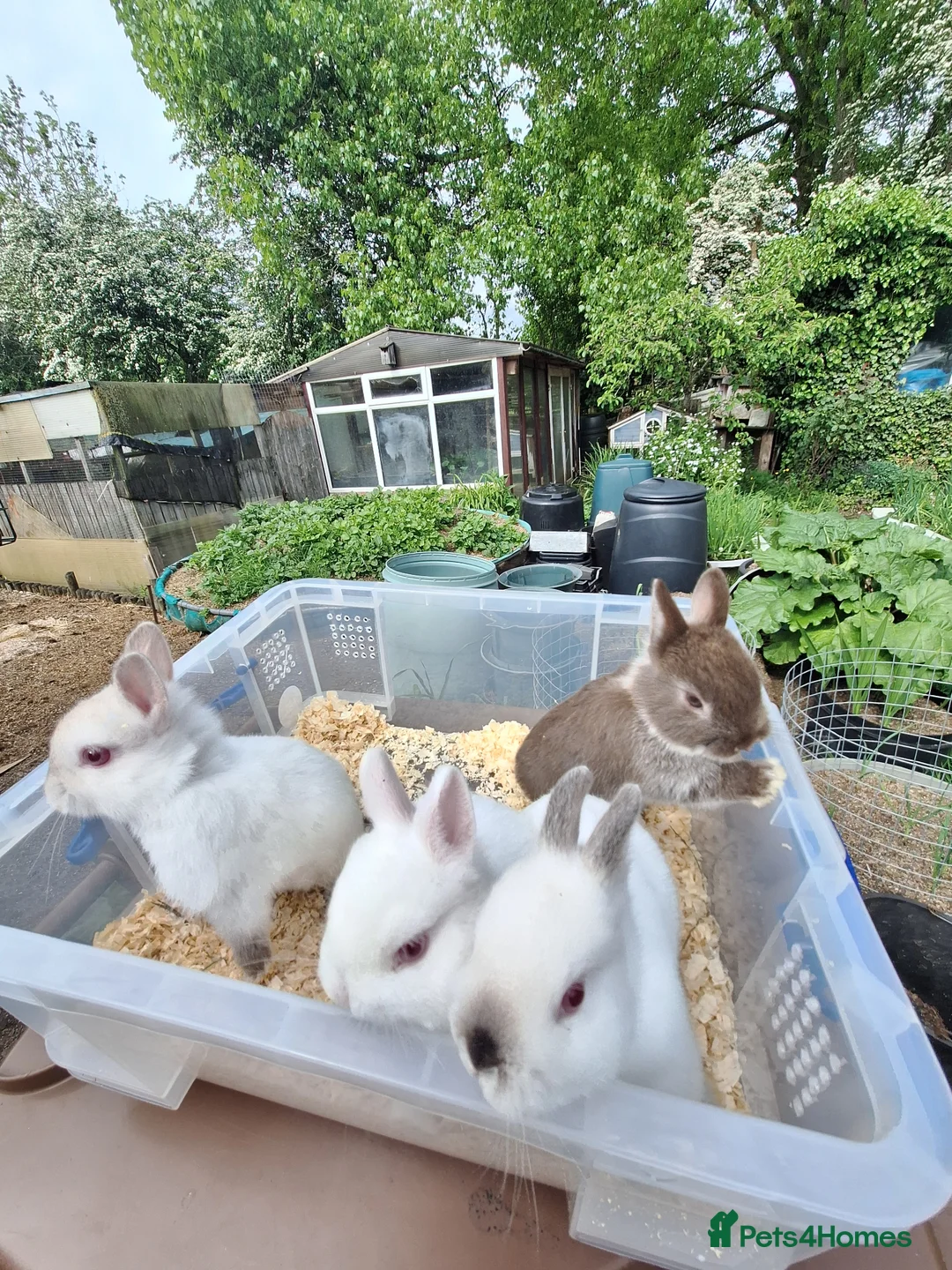 Netherland Dwarf rabbits for sale: 4 baby Netherland dwarf rabbits for sale £60 each  in Manchester - Advert 2