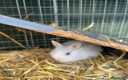 Netherland Dwarf rabbits for sale: Netherland dwarf bunnies for sale - Image 4
