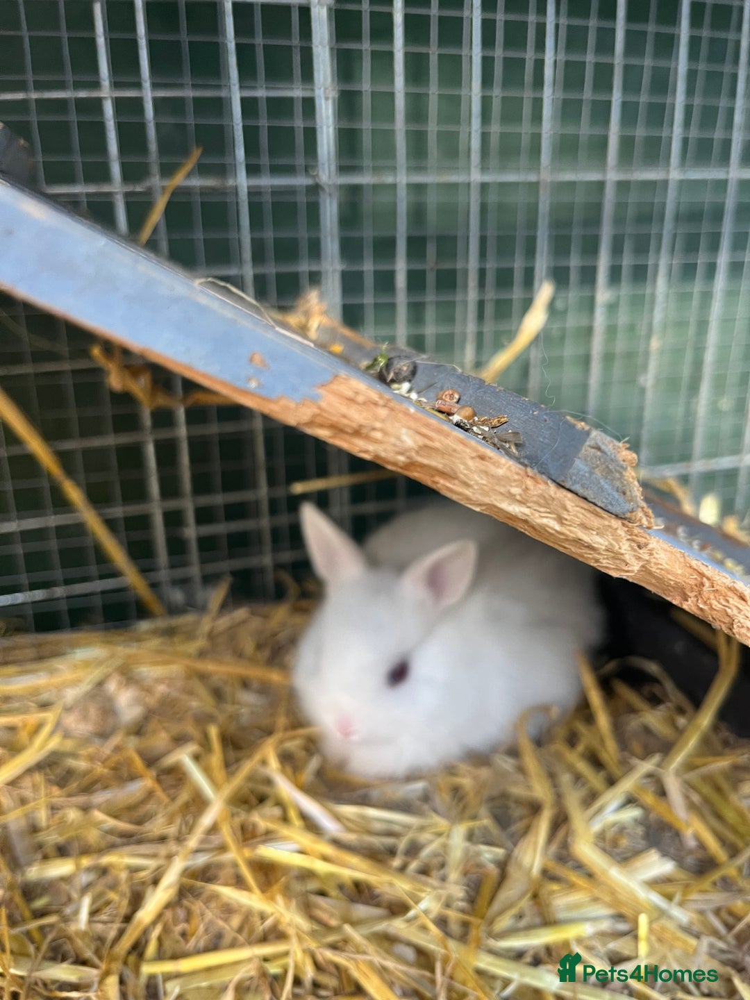 Netherland Dwarf rabbits for sale: Netherland dwarf bunnies for sale - Image 4