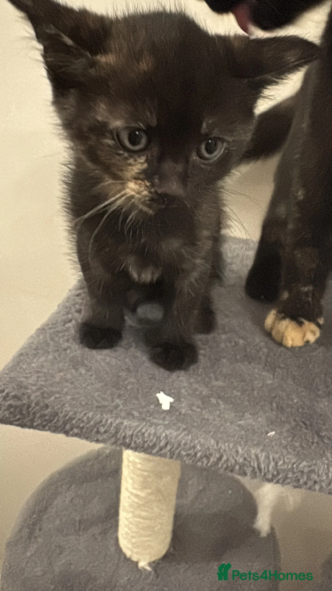 Mixed Breed cats for sale: Kitten  - Advert 6