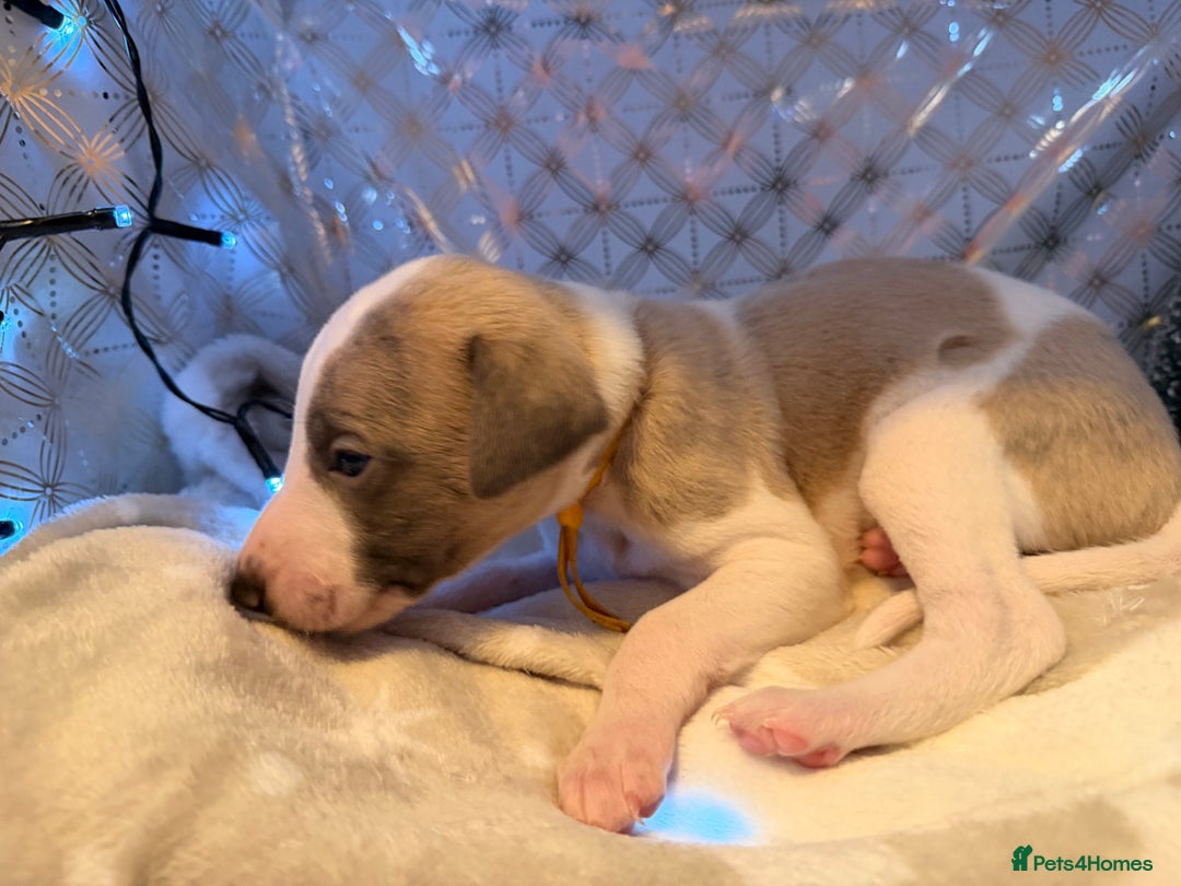 Whippet dogs for sale: Whippets  - Advert 39