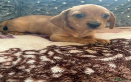 Chiweenie dogs for sale: READY NOW ! 3 cheweenies available  - Image 20