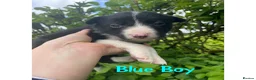 Border Collie dogs for sale: ☀️Stunning Border Collie Puppies☀️ - Advert 14