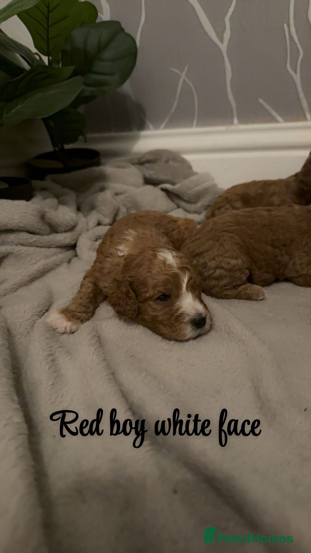 Cavapoo dogs for sale: DNA clear cavapoo puppies  - Advert 4