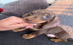 Dachshund dogs for sale: Dachshund puppies for sale  - Image 4