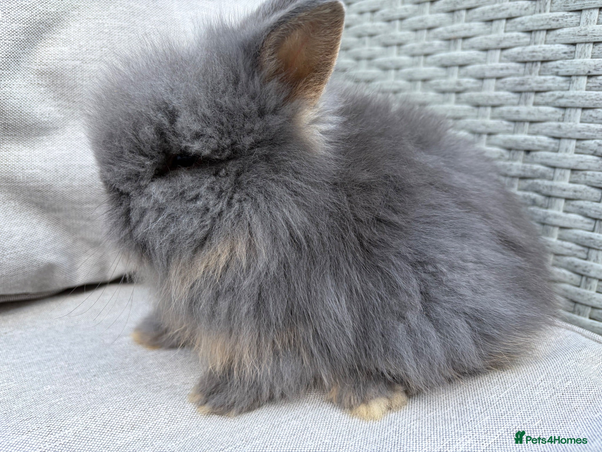 Lionhead rabbits Fluffy double mane lion head rabbits for sale  - Advert 8