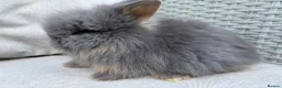 Lionhead rabbits for sale: Fluffy double mane lion head rabbits for sale  - Advert 5