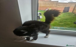 Mixed Breed cats for sale: 4 beautiful temperamental kittens  - Image 4