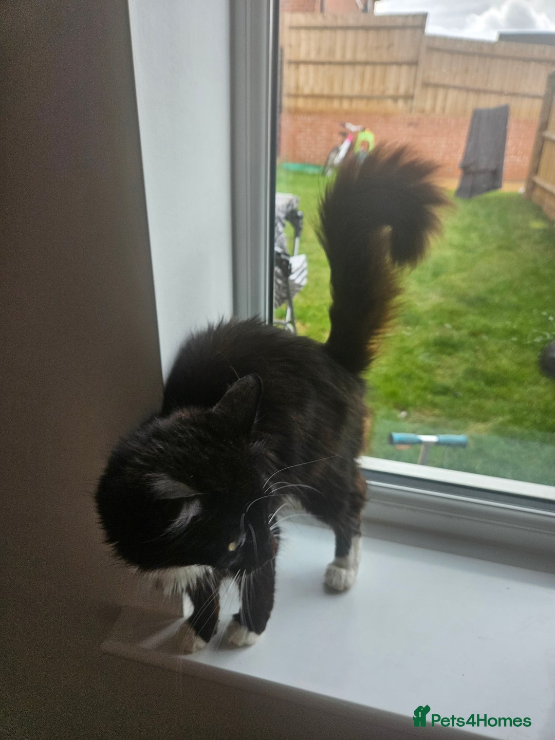 Mixed Breed cats for sale: 4 beautiful temperamental kittens  - Image 4