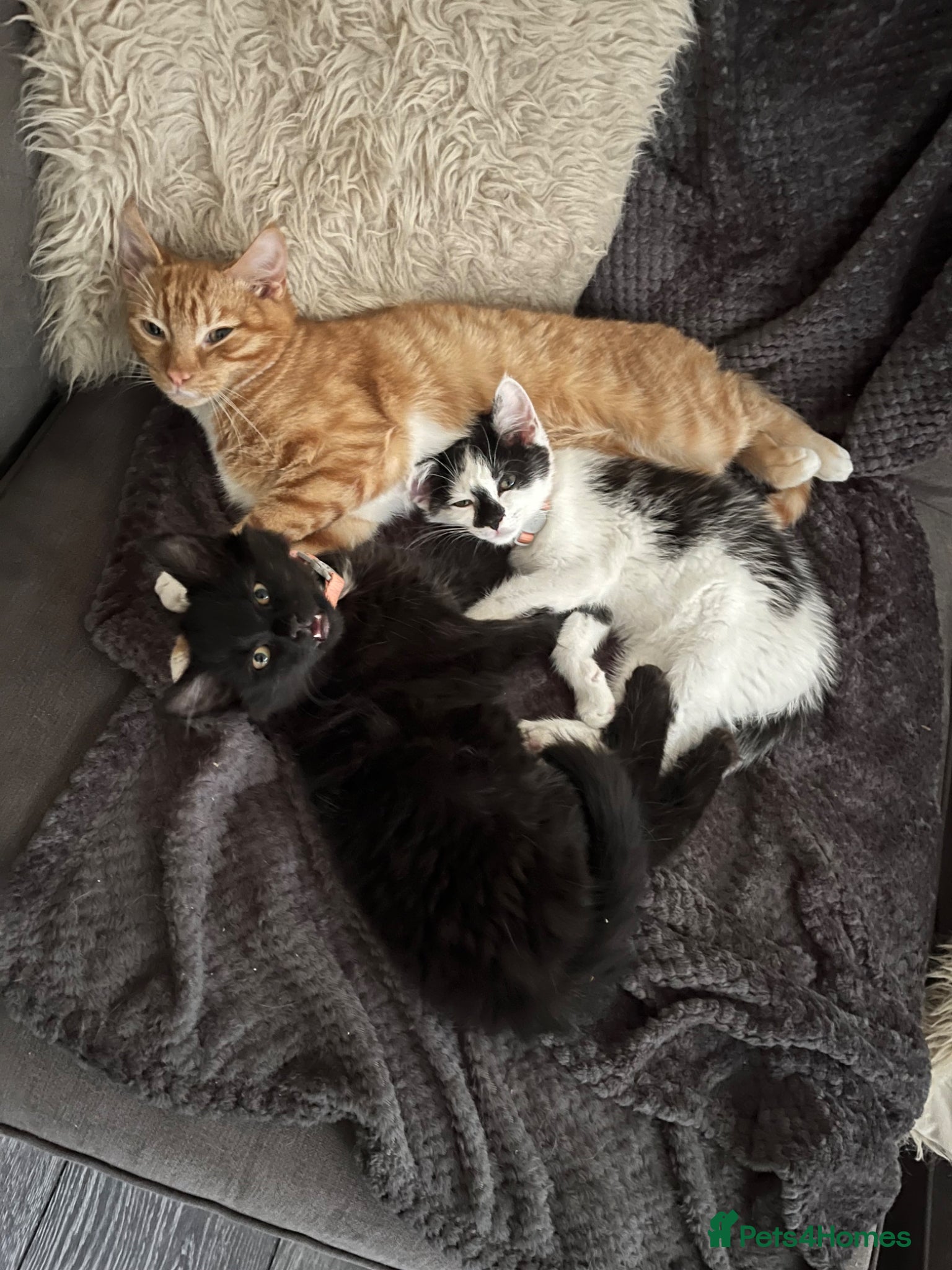 Mixed Breed cats Two beautiful kittens after hoems - Advert 1