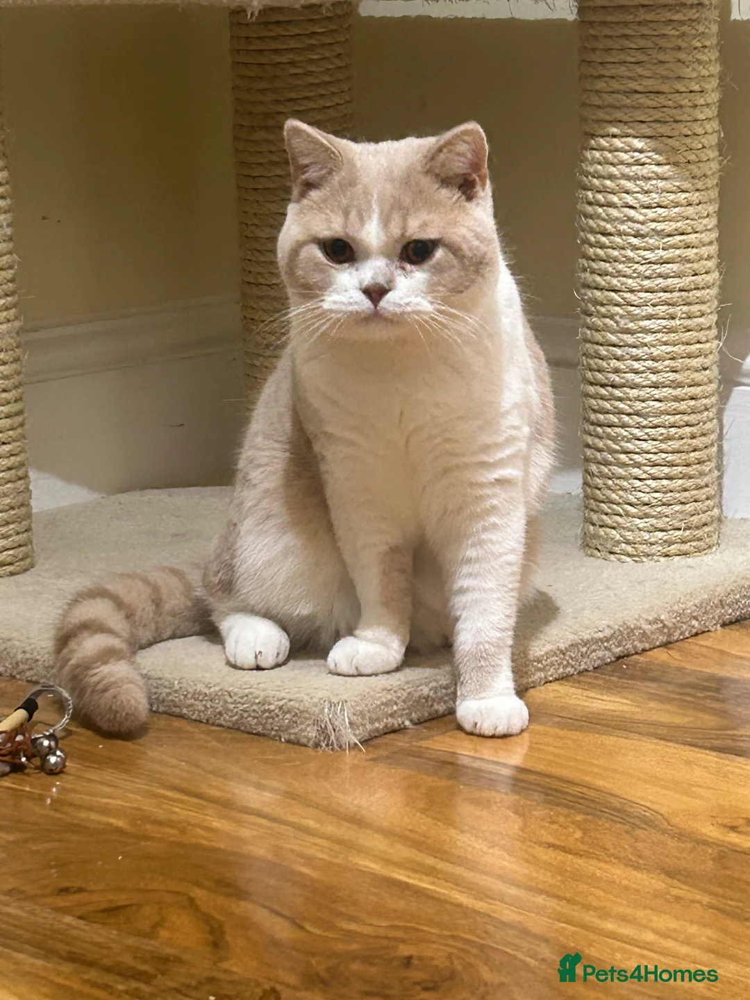 British Shorthair cats for sale: Male for sale - Advert 1