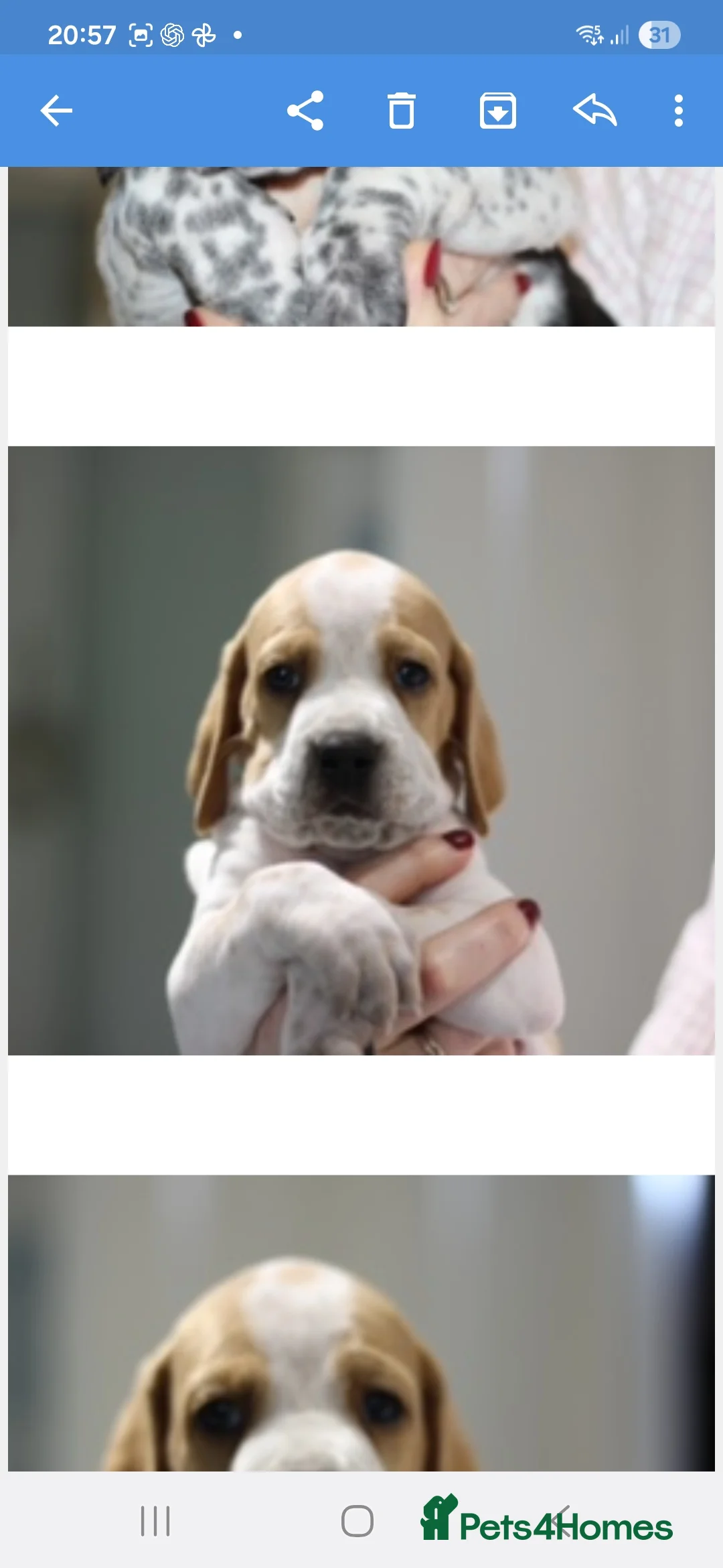 Pointer dogs for sale: English Pointer Puppies in Peebles - Advert 2