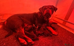 Rottweiler dogs for sale: 🏆 Champion Bred XL Rottweilers 🏆 - Advert 7