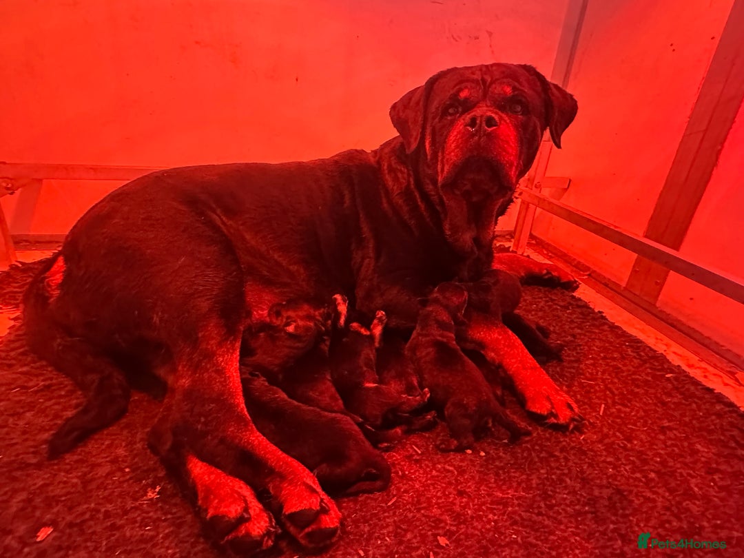 Rottweiler dogs for sale: 🏆 Champion Bred XL Rottweilers 🏆 - Advert 7