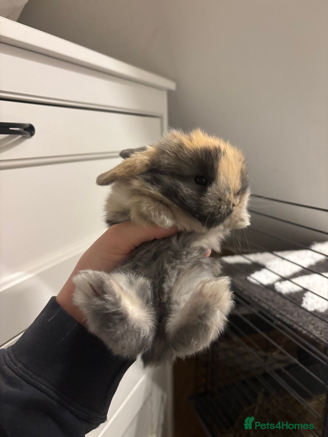 Mini Lop rabbits for sale: Stunning Mini Lop Bunnies🤍🌾 - Advert 5