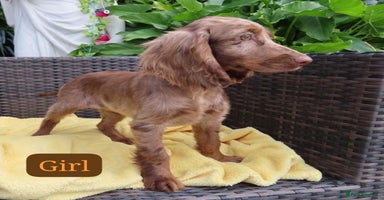 Cocker Spaniel dogs - Advert 7