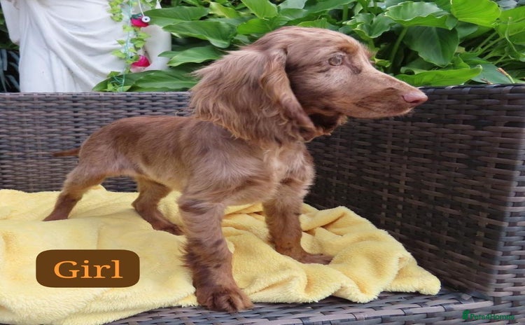 Cocker Spaniel dogs - Advert 15