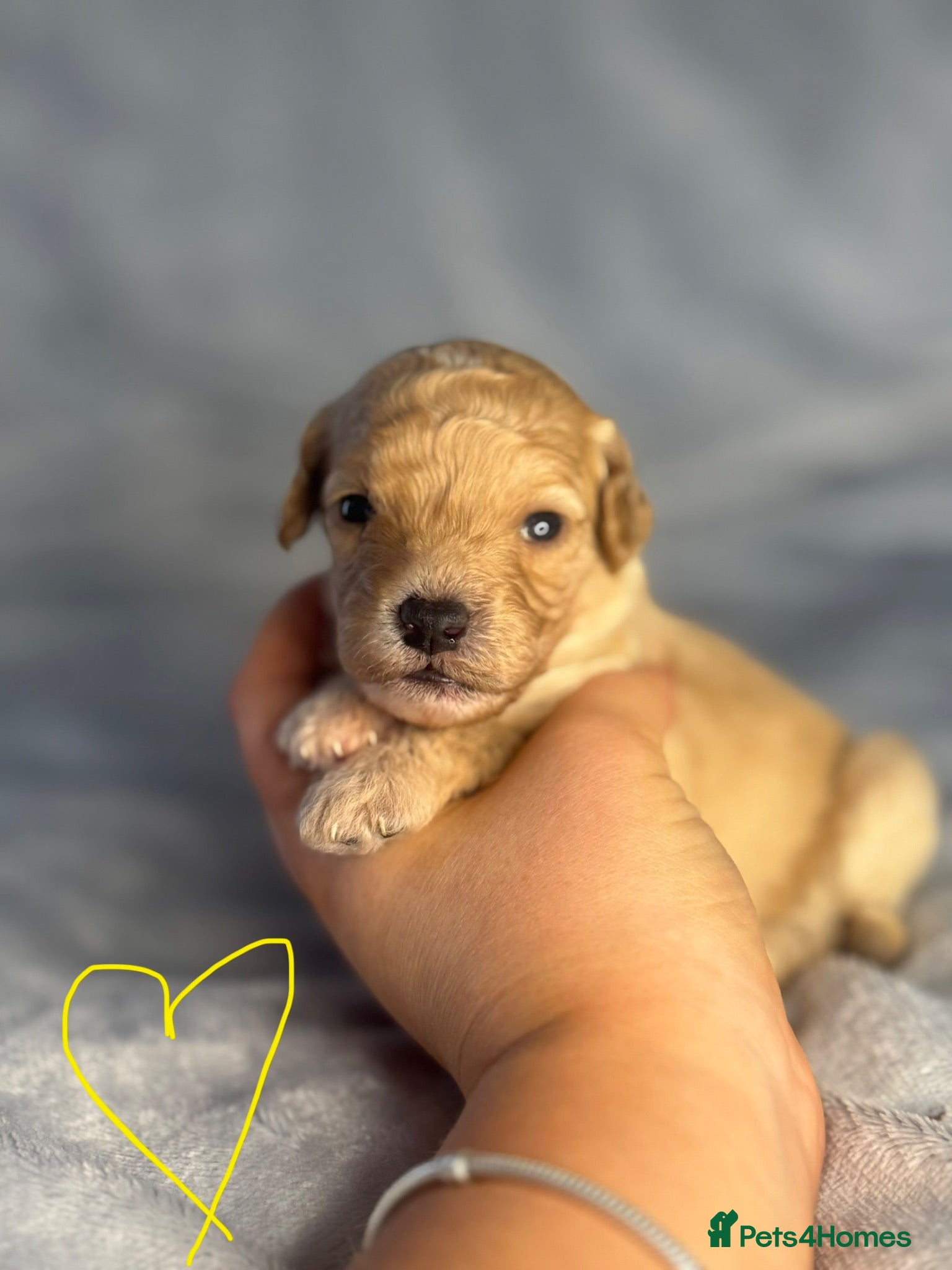 Cavapoochon dogs  Extensively health-tested parents 💫 - Advert 6