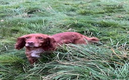 Cocker Spaniel dogs for sale: Gorgeous little health tested cocker spaniel dog  - Image 1