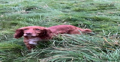 Cocker Spaniel dogs - Advert 6