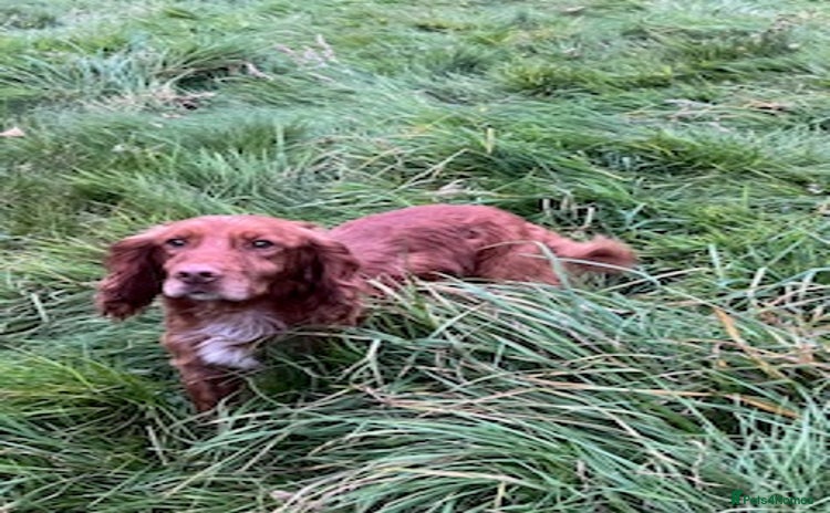 Cocker Spaniel dogs - Advert 14