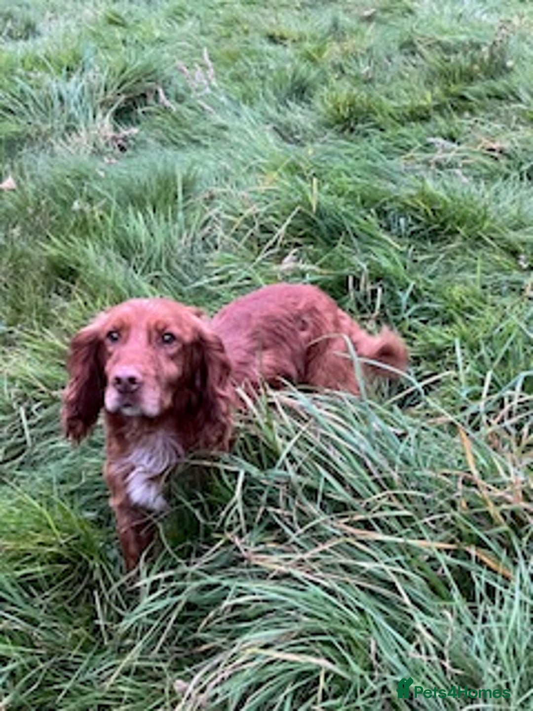 Cocker Spaniel dogs for sale: Gorgeous little health tested cocker spaniel dog  - Image 1
