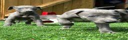 Whippet dogs for sale: Whipets Puppies - Advert 5