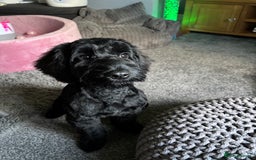 Cockapoo dogs for sale: 6 month old cockapoo - Image 3