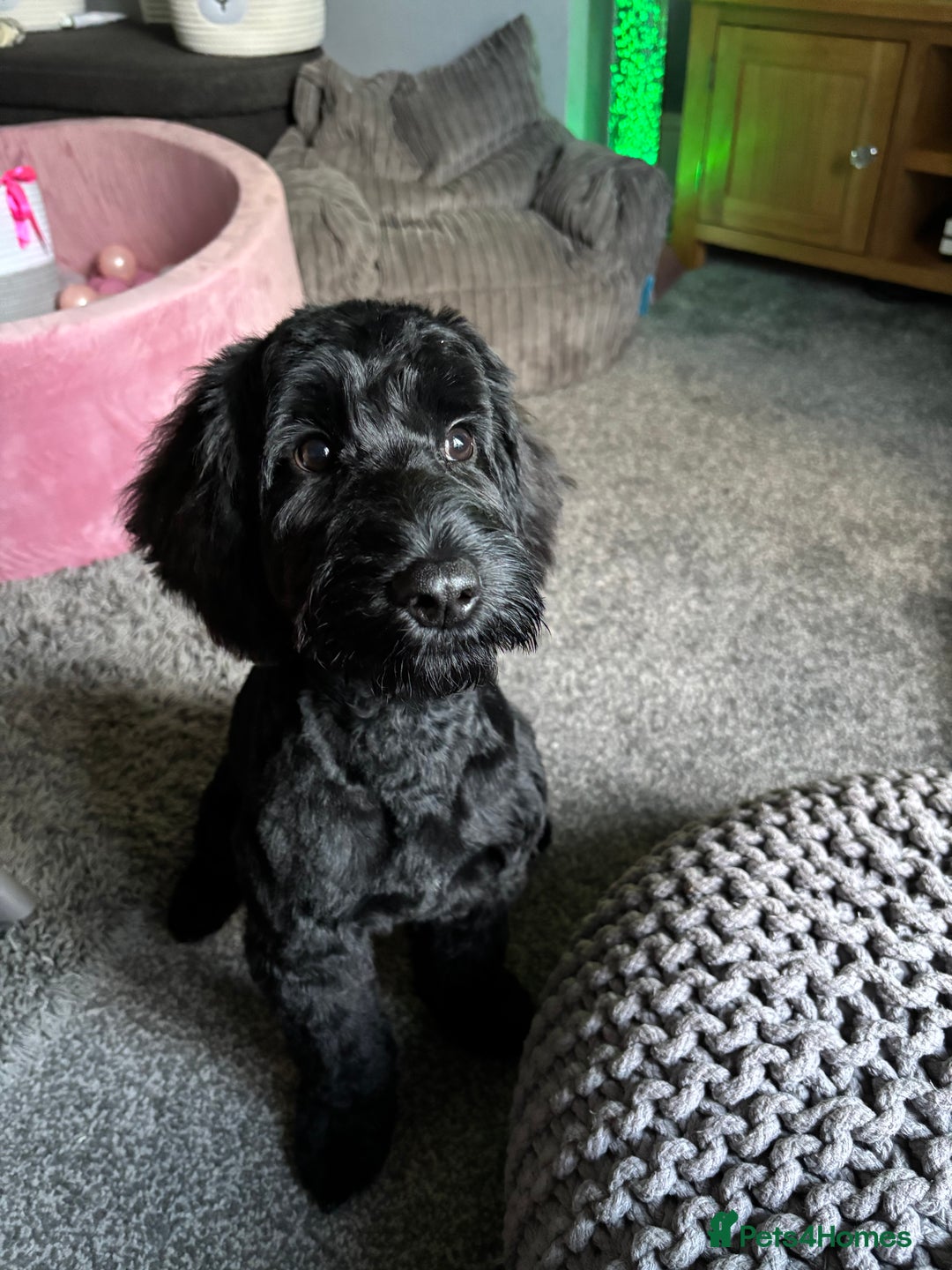 Cockapoo dogs for sale: 6 month old cockapoo - Image 3