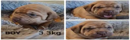 Mixed Breed dogs for sale: Muscle mastiff puppies  in Galashiels - Advert 7