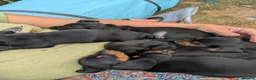 Miniature Dachshund dogs for sale: SOLID BLACK MINI DACHSHUNDS - Advert 3