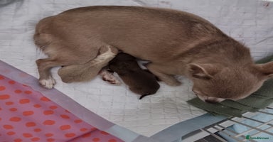 Chihuahua dogs - Advert 5