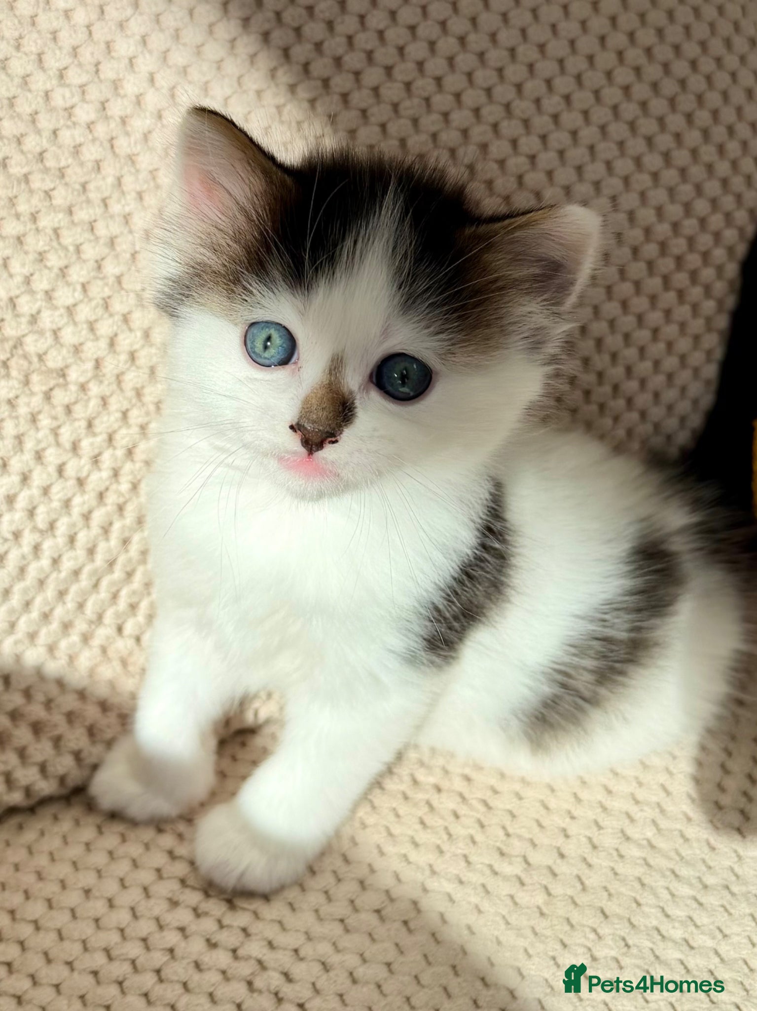 Mixed Breed cats for sale: Gorgeous, lovely Tabby kittens looking for home💕 - Advert 8