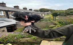 Chickens poultry for sale: 2 Pure Black Copper Marans Cockerels - Image 3