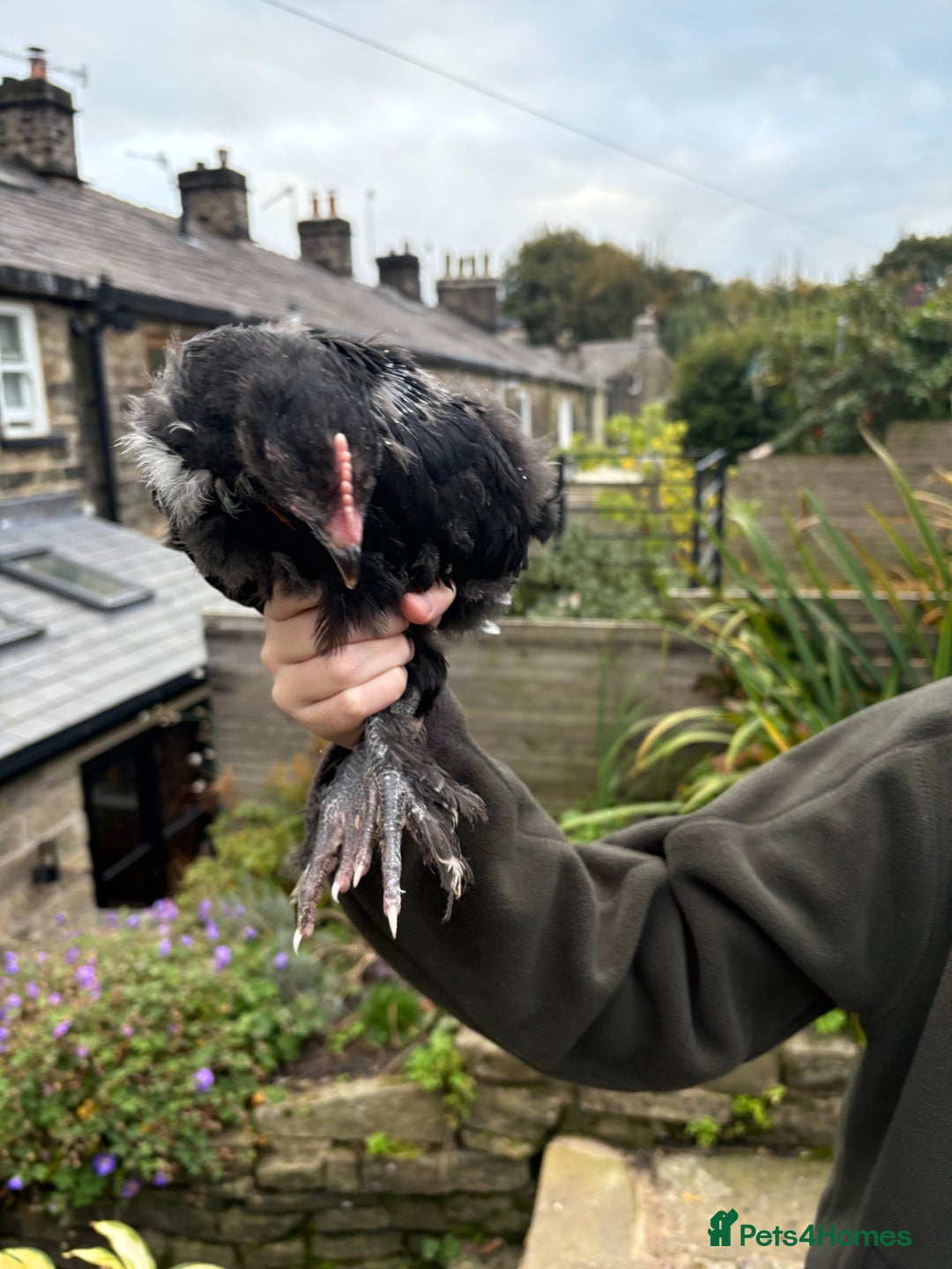 Chickens poultry for sale: 2 Pure Black Copper Marans Cockerels - Image 3