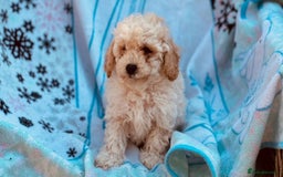 Poochon dogs for sale: Beautiful Poochons  - Image 33