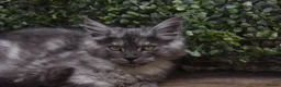 Maine Coon cats for sale: Gorgeous Champion Bloodline Maine Coon Kittens - Advert 4
