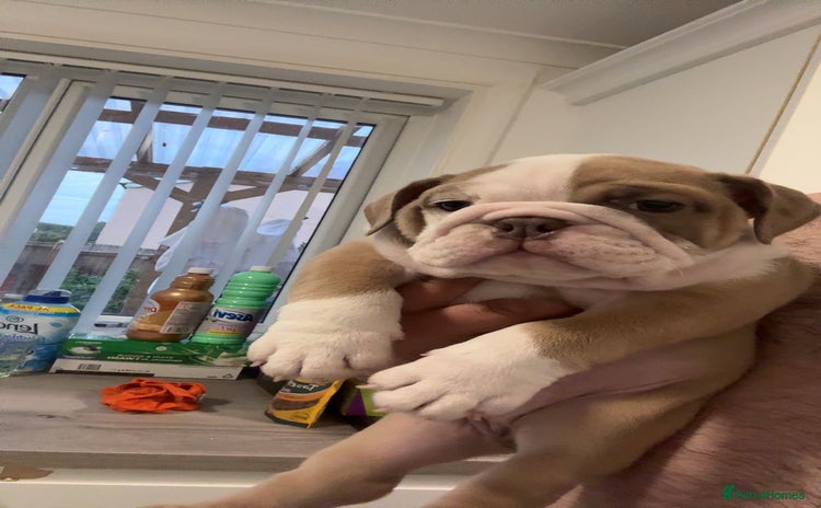 English Bulldog dogs - Advert 9