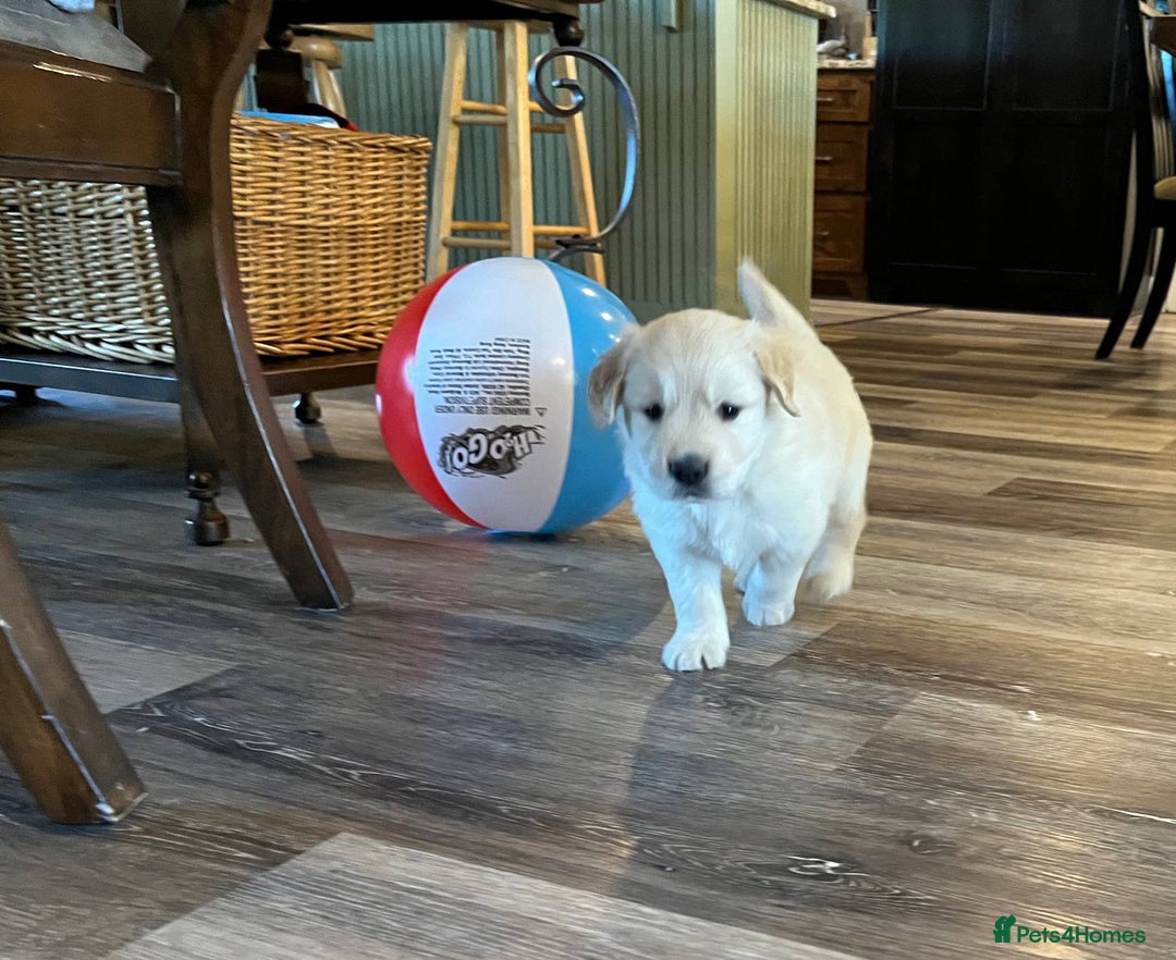 Golden Retriever dogs for sale: Expecting golden retriever puppies - Image 5