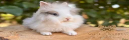 Lionhead rabbits for sale: Fully Vaccinated Lionheads Ready Now  - Advert 21
