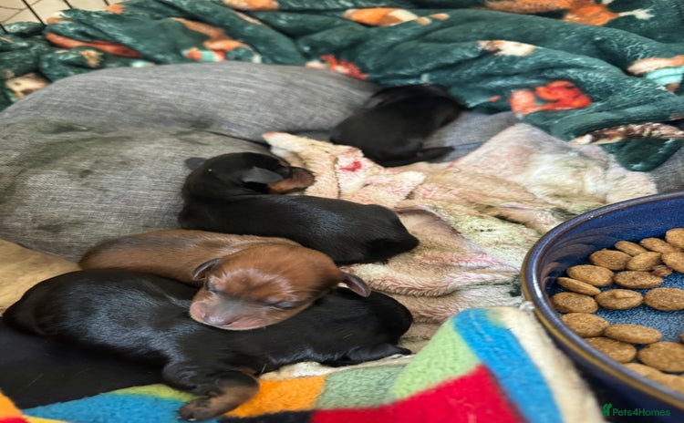 Miniature Dachshund dogs - Advert 7