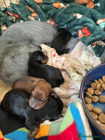 Miniature Dachshund dogs - Advert 3