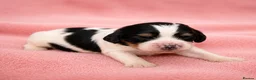 Mixed Breed dogs for sale: Cavapoo x Cocker pups Merle, chocolate, tri, tan - Advert 10